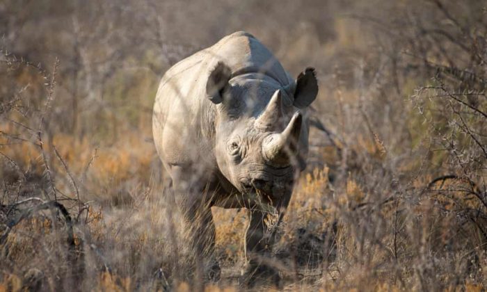 Worlds Oldest Rhino Dies in Tanzania at 57 - Foto En 
