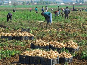 algeria-agriculture