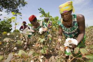 Benin Gemeinde Kouande Projekt Cotton Made in Africa