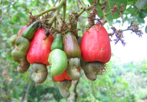Cashewnuts_hanging_on_a_Cashew_Tree