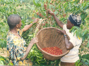 Coffee-Burundi