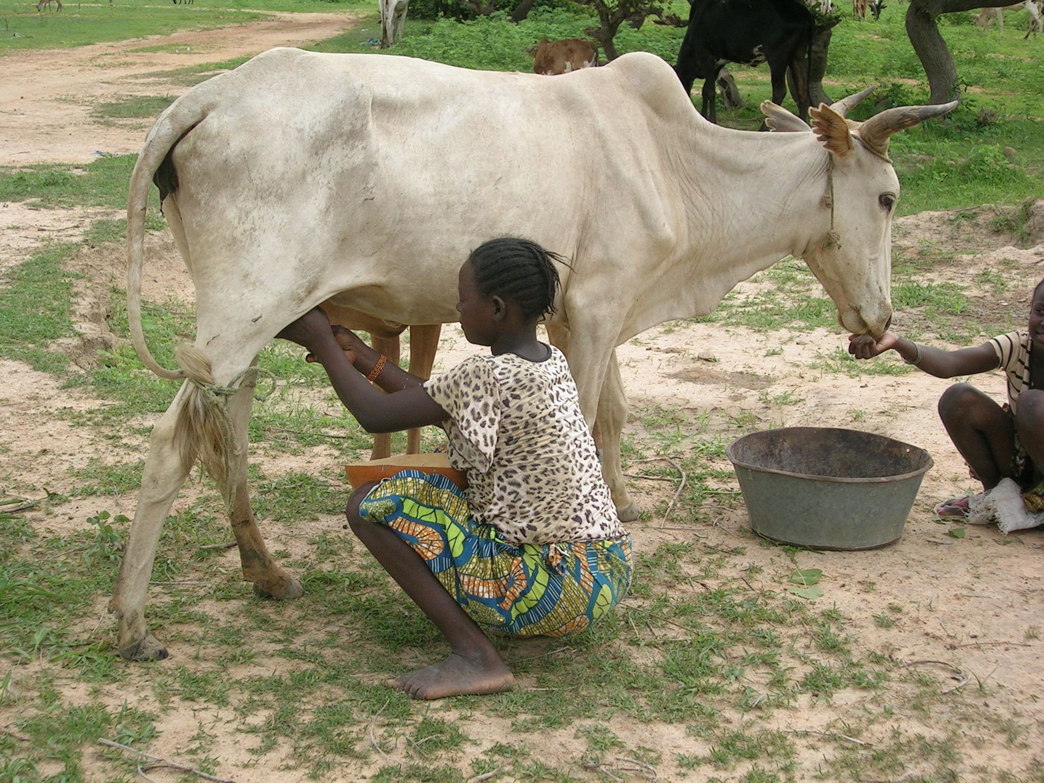 What Is The Importance Of Farming In Zambia