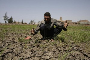 An Egyptian rice farmer shows his drought damaged rice crop and cracks in the rice terrace soil caused by more than 30 days of no rain in a village near Balqis, 260 km (162 miles) northeast of Cairo June 14, 2008.  REUTERS/Nasser Nuri   (EGYPT)