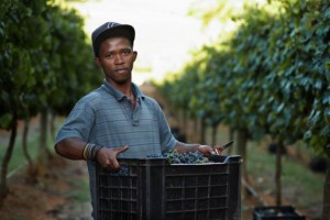 Portrait of male worker carrying box on vinyard