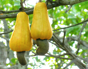 Ripe-Cashew