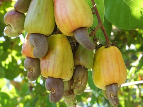 C te d Ivoire Becomes World s Cashew Nuts Top Producer Medafrica