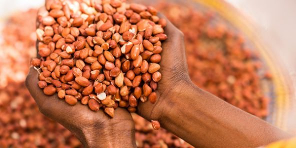 Senegal's Kaffrine region harvests 194,000 tons of ...