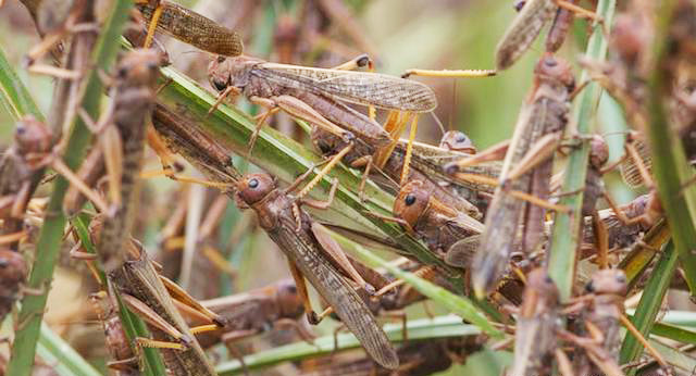 Locusts