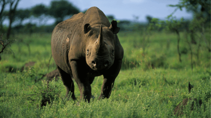 Black-Rhino-SouthAfrica