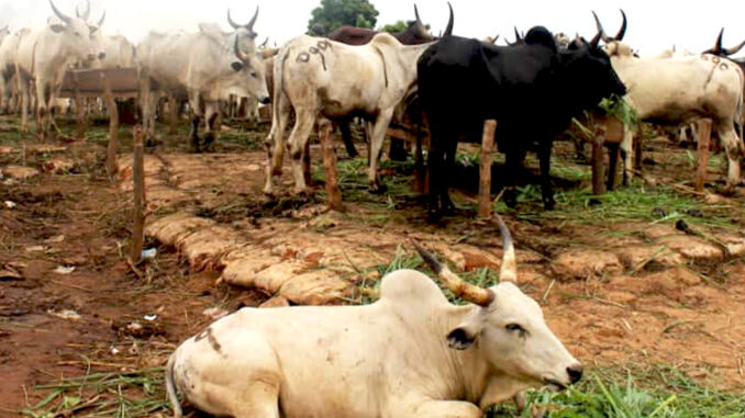 cattles