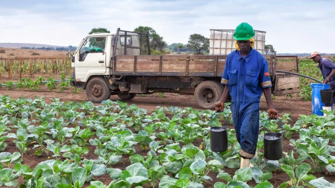 Angola-agriculture