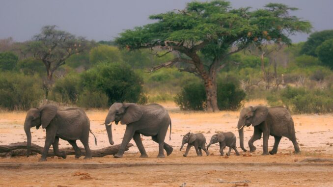 elephants